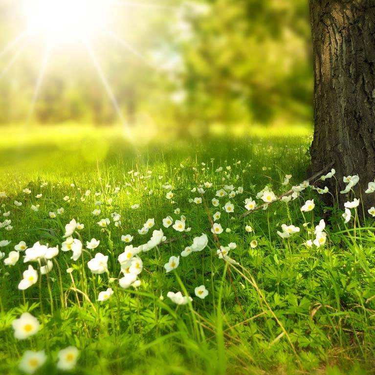 Spring Statement 2026 image